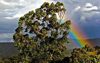 Eucalyptus trees in a rainbow
